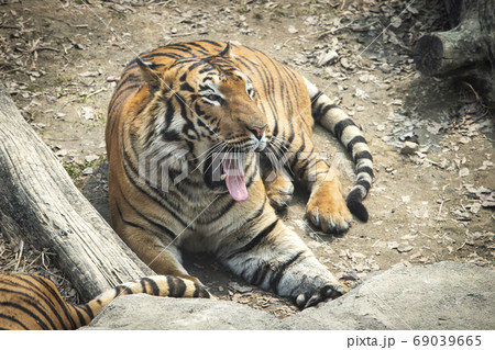 虎 休憩 休み 69039665