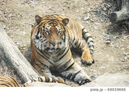 虎 休憩 休み 69039666