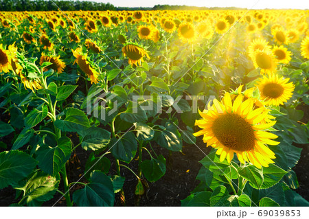 sunflower - bright field with yellow flowers, beautiful summer landscape sunflower - bright field with yellow flowers, beautiful summer landscape 69039853