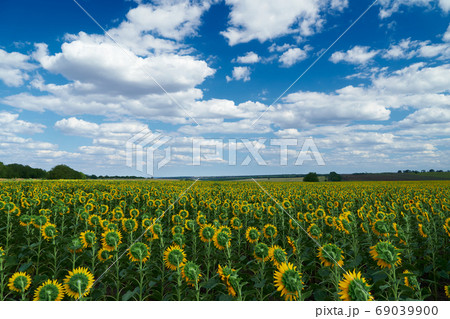 bright sunflower field, a beautiful landscape on a summer day 69039900