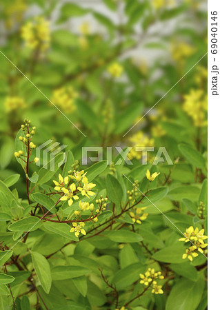 ガルフィミア・グラシリスの黄色く小さな花 ガルフィミア・グラシリスの黄色く小さな花 69040146