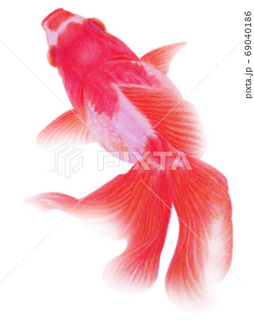 上から見た赤い金魚 キリヌキ 白バックのイラスト素材