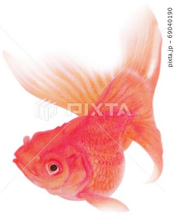赤い金魚 キリヌキ 白バックのイラスト素材