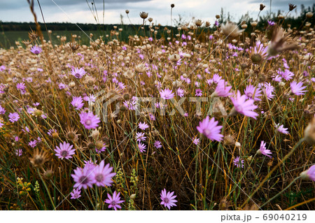 beautiful summer landscape with pink wild flowers 69040219