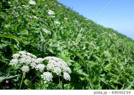 月山と高山植物 月山と高山植物 69040239