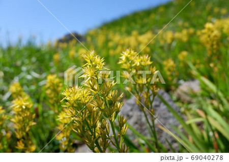 月山と高山植物 69040278