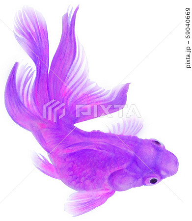 泳ぐ上から見た赤紫色の金魚 キリヌキ 白バックのイラスト素材