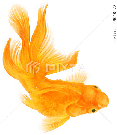 泳ぐ上から見た黄色い金魚 キリヌキ 白バックのイラスト素材