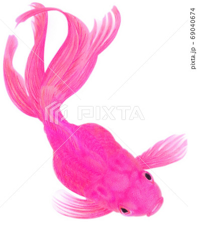 泳ぐ上から見たピンクの金魚 キリヌキ 白バックのイラスト素材