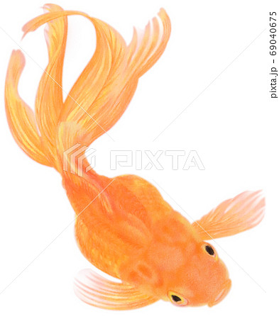 泳ぐ上から見たオレンジの金魚 キリヌキ 白バックのイラスト素材