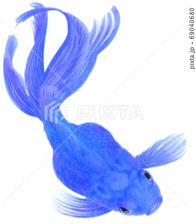 泳ぐ上から見た青い金魚 キリヌキ 白バックのイラスト素材