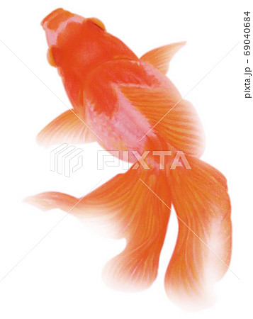 泳ぐ上から見たオレンジ色の金魚 キリヌキ 白バックのイラスト素材