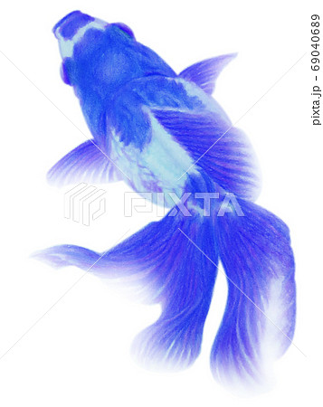 泳ぐ上から見た青紫色の金魚 キリヌキ 白バックのイラスト素材