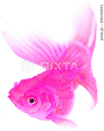Pink goldfish Kirinuki white background to swim - Stock Illustration  [69040691] - PIXTA
