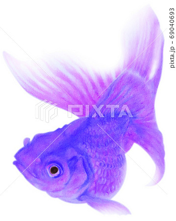 泳ぐ紫色の金魚 キリヌキ 白バックのイラスト素材