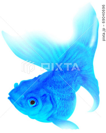 泳ぐ青い金魚 キリヌキ 白バックのイラスト素材