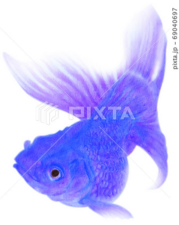 泳ぐ青紫色の金魚 キリヌキ 白バックのイラスト素材
