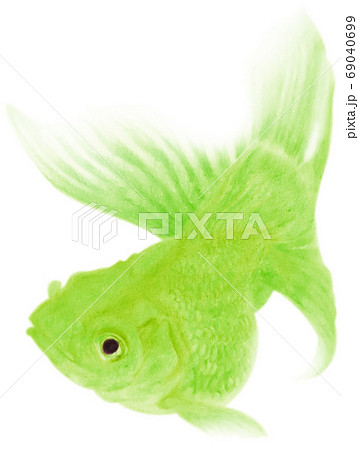 泳ぐ黄緑色の金魚 キリヌキ 白バックのイラスト素材