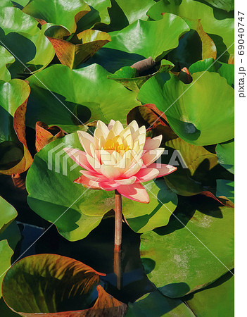 Close up of blooming coral pink color waterlily on the pond. Nat Close up of blooming coral pink color waterlily on the pond. Nat 69040747