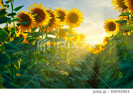 sunflower - bright field with yellow flowers, beautiful summer landscape in sunset sunflower - bright field with yellow flowers, beautiful summer landscape in sunset 69040863