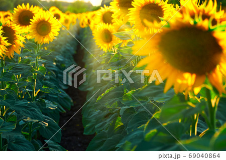 sunflower - bright field with yellow flowers, beautiful summer landscape in sunset sunflower - bright field with yellow flowers, beautiful summer landscape in sunset 69040864