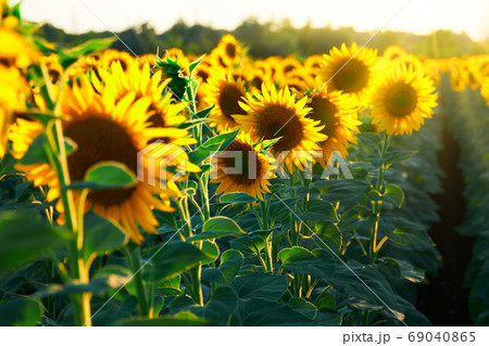 sunflower - bright field with yellow flowers, beautiful summer landscape in sunset sunflower - bright field with yellow flowers, beautiful summer landscape in sunset 69040865