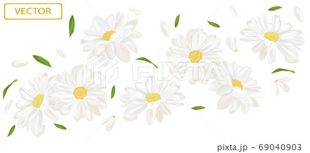 White flower chamomile with green leaf. Blooming chamomile, design for cosmetic product, tea, perfume, essential oil. Beautiful chamomile background. Banner for you health products. 3d vector  69040903
