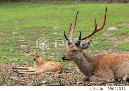 奈良公園で休憩する鹿のペア 69041331