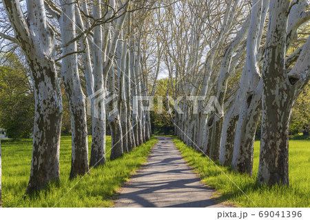 Plane alley in the castle park in Straznice, Plane alley in the castle park in Straznice, 69041396