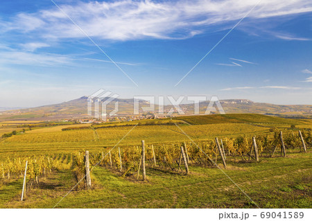 Vineyards near Dolni Dunajovice in Palava region, 69041589