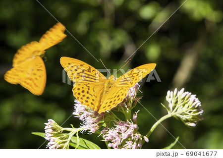 Silver-washed fritillary butterfly in natural Silver-washed fritillary butterfly in natural 69041677