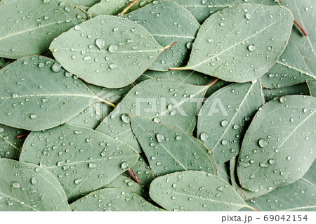 Background, Texture made of green eucalyptus leaves with raindrop, dew. Flat lay, top  69042154