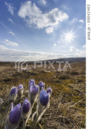 Pasque flower, National park Podyji, Southern 69042463