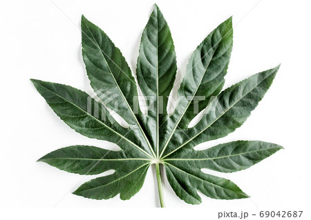 Tropical palm leaves Aralia isolated on white background. Tropical nature concept. 69042687