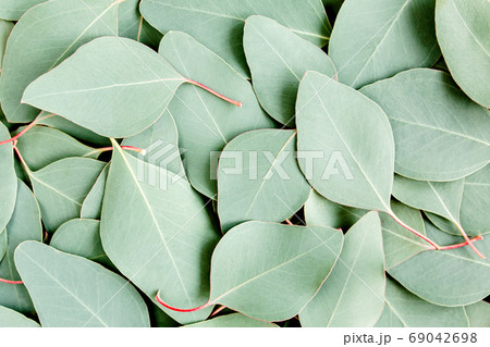 Background, Texture made of green eucalyptus leaves. Flat lay, top  69042698