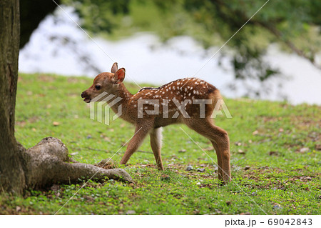 奈良公園のかわいい子鹿の写真素材