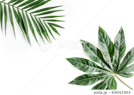 Tropical palm leaves Aralia isolated on white background. Tropical nature concept. 69042903