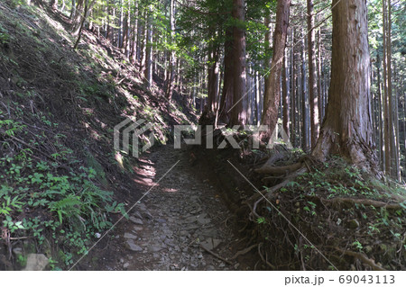 登山道　大倉尾根 69043113