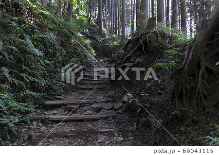 登山道　大倉尾根 69043115
