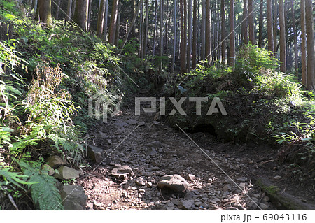 登山道 大倉尾根 登山道 大倉尾根 69043116