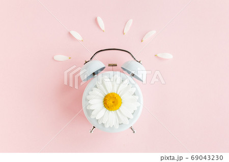 Composition-summer time from clock and chamomile flowers on pink background. Flat lay, top view Composition-summer time from clock and chamomile flowers on pink background. Flat lay, top view 69043230