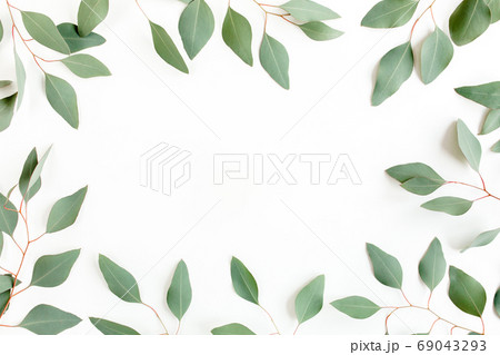 Frame made of green leaves eucalyptus populus isolated on white background with empty space for text. Flat lay, top view Frame made of green leaves eucalyptus populus isolated on white background with empty space for text. Flat lay, top view 69043293