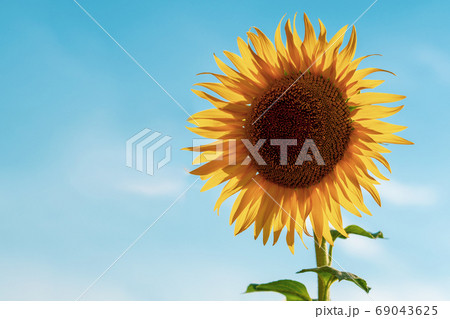 Closeup Yellow sunflower against the blue sky. Agricultural concept with yellow sunflowers. Closeup Yellow sunflower against the blue sky. Agricultural concept with yellow sunflowers. 69043625