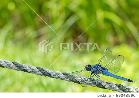 シオカラトンボ 69043996