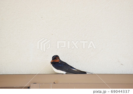 止まっているツバメ（燕） 69044337