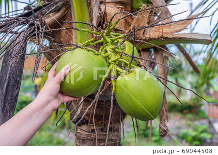 Hand women with, Coconut tropical fruit, on palm tree Hand women with, Coconut tropical fruit, on palm tree 69044508