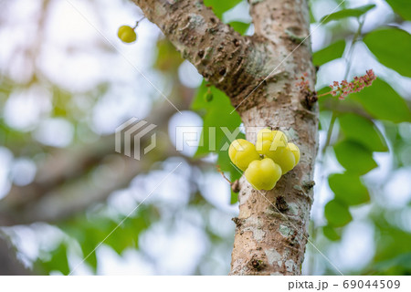 Star gooseberry, Phyllanthus (Phyllanthus acidus) Star gooseberry, Phyllanthus (Phyllanthus acidus) 69044509