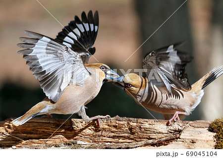 シメ 野鳥 69045104
