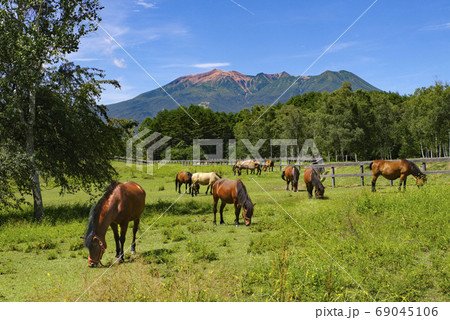 長野県木曽町開田高原木曽馬の里から眺める夏の御嶽山 69045106
