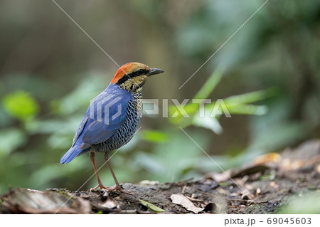 Adult male Blue Pitta (Hydrornis cyaneus), low angle view, side shot, in the morning standing on the decayed fallen tree in the nature of tropical moist forest in national park of Thailand. Adult male Blue Pitta (Hydrornis cyaneus), low angle view, side shot, in the morning standing on the decayed fallen tree in the nature of tropical moist forest in national park of Thailand. 69045603